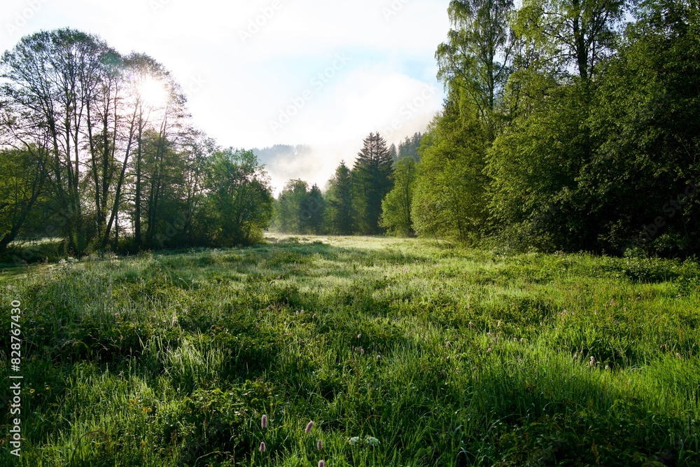 morning floodplain landscape with grass and sun