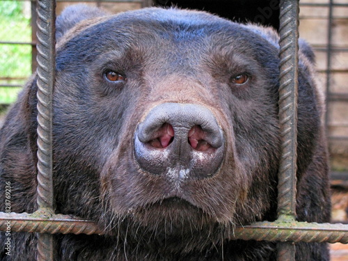 Photography Sad bear in animal cage