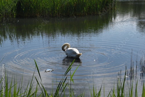 swan on the lake