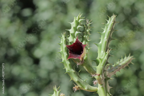 Red cactus flower with thorns inside