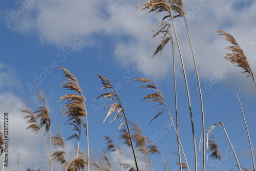 reed against blue sky