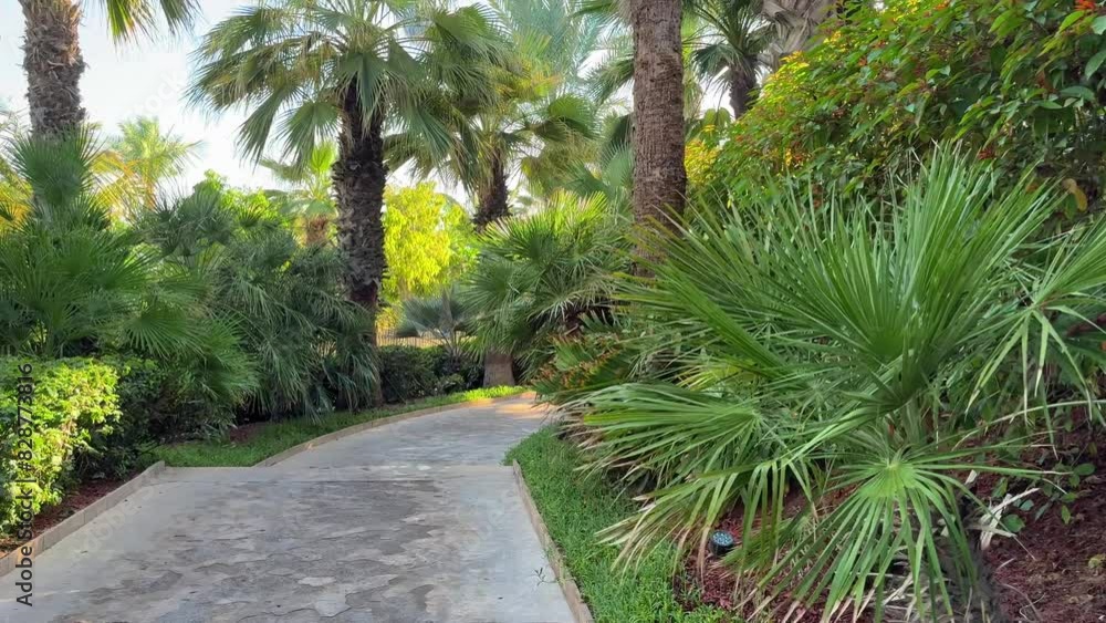 Palm trees in the garden, landscape. High quality 4k footage, Morning sun shining through trees and fog in lush green tropical rain forest. Bright light shining through the humid misty fog with jungle Palm trees in the garden, landscape. High quality 4k footage, Morning sun shining through trees and fog in lush green tropical rain forest. Bright light shining through the humid misty fog with jungle