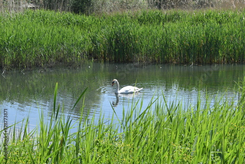 white swan on the lake