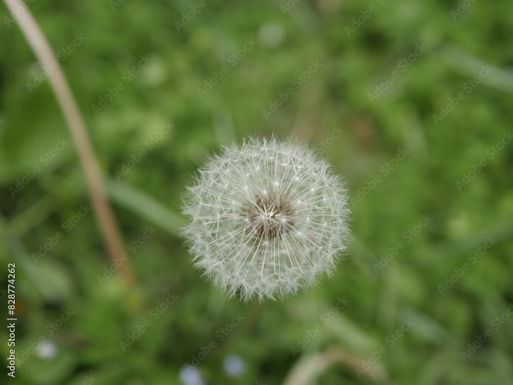 Fototapeta premium fiori spontanei nati nel mio giardino