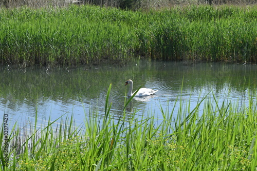 swan on the lake