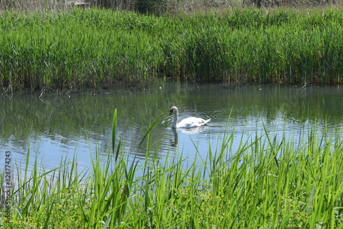 Swan on a private lake