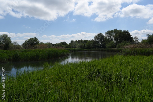 lake in the forest