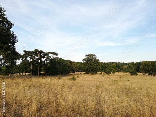 field and blue sky