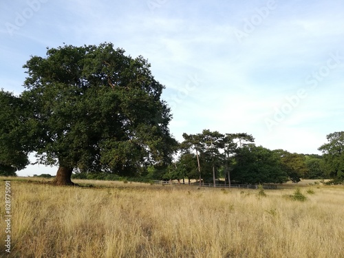 tree in the field