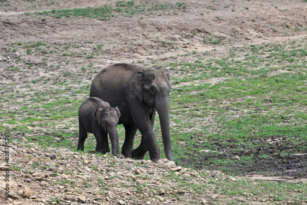 Obraz premium elephant and baby elephant, Asian elephant is the largest land mammal on the Asian continent