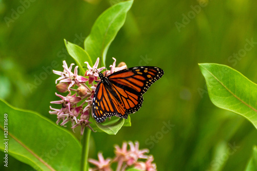 monarch butterfly on a flower