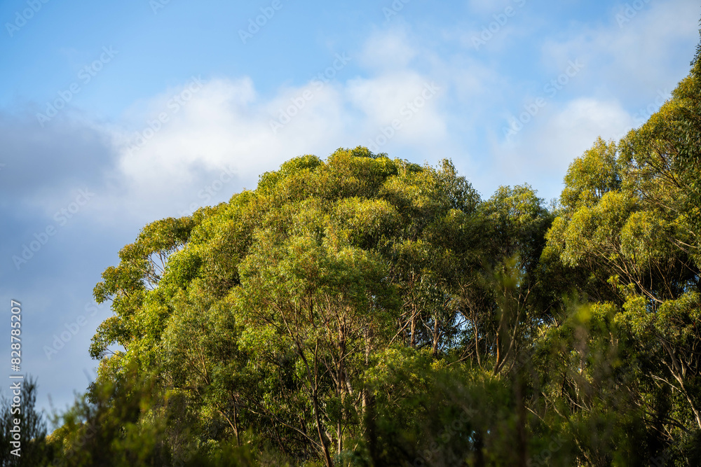 beautiful gum Trees and shrubs in the Australian bush forest. Gumtrees and native plants growing in Australia in spring beautiful gum Trees and shrubs in the Australian bush forest. Gumtrees and native plants growing in Australia in spring