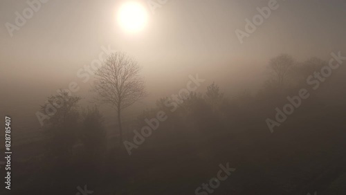 Misty sunbeams through trees in farmland, Friesland, the Netherlands (ID: 828785407)