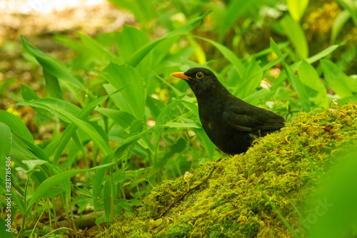 Common blackbird sitting on ground