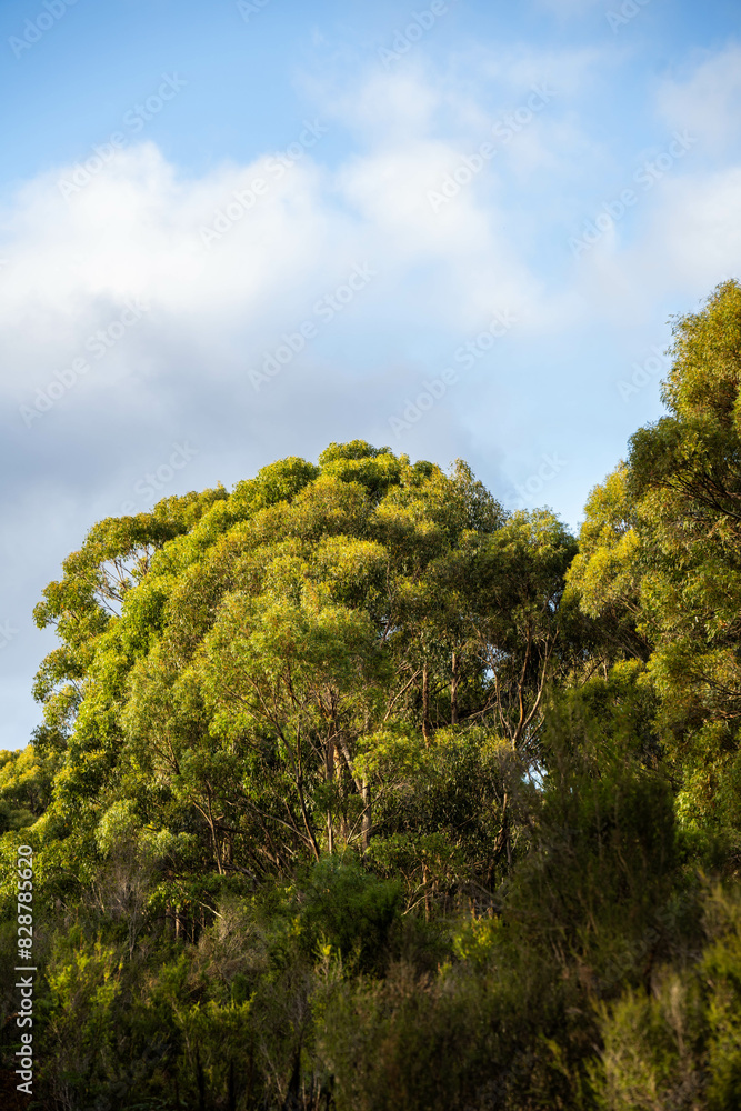 beautiful gum Trees and shrubs in the Australian bush forest. Gumtrees and native plants growing in Australia in spring beautiful gum Trees and shrubs in the Australian bush forest. Gumtrees and native plants growing in Australia in spring