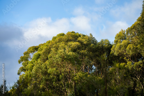 beautiful gum Trees and shrubs in the Australian bush forest. Gumtrees and native plants growing in Australia in spring