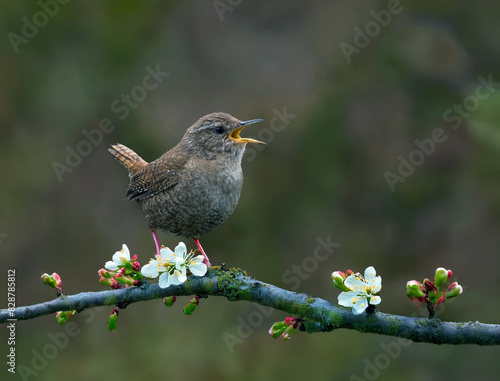 jenny wren, bird, branch, bird watching, avian, tree, perched, tiny, small, close up, macro, brown, cute, birding, woods, singing, nature, wildlife, animal, wild, beak, sparrow, flycatcher, robin, 