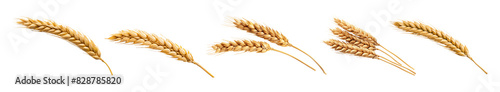 An ear of wheat isolated on transparent background