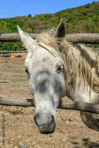 A serene scene on a ranch with a beautiful white horse behind a wooden fence. Kiketi, Georgia. photo