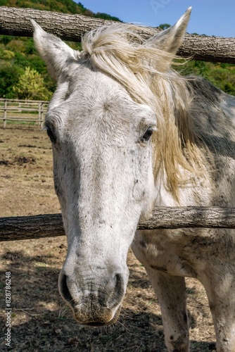 A stunning shot of a white horse on a ranch. The horse is looking directly at the camera with a calm expression. Kiketi, Georgia. photo