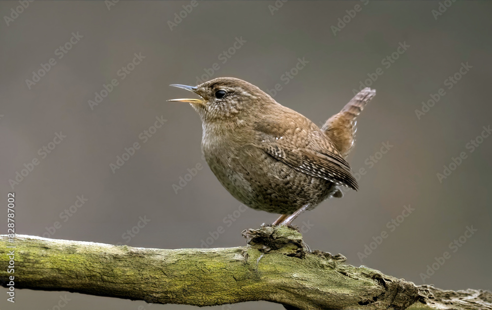 jenny wren, bird, branch, bird watching, avian, tree, perched, tiny, small, close up, macro, brown, cute, birding, woods, singing, nature, wildlife, animal, wild, beak, sparrow, flycatcher, robin, jenny wren, bird, branch, bird watching, avian, tree, perched, tiny, small, close up, macro, brown, cute, birding, woods, singing, nature, wildlife, animal, wild, beak, sparrow, flycatcher, robin,
