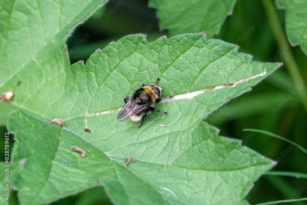 Narcissus Bulb Fly (Merodon equestris), a species of hoverfly Narcissus Bulb Fly (Merodon equestris), a species of hoverfly