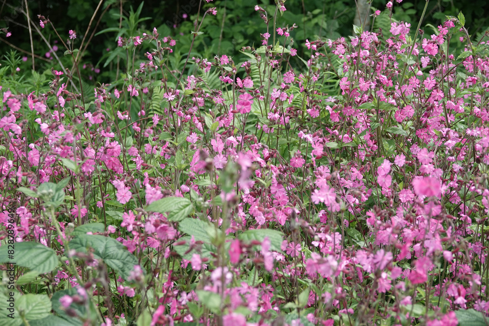 Red Campion (Silene dioica) in the British Countryside