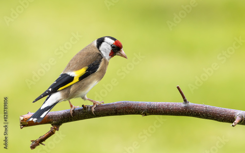A close up of a single goldfinch on a tree  branch