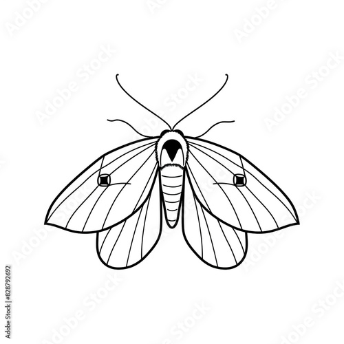 A black and white drawing of a moth, Simple vlack ink outline drawing on a white background. photo