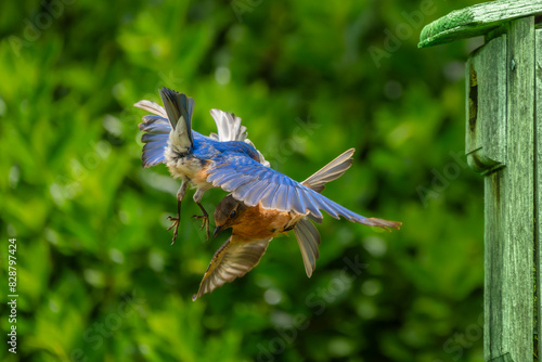Male and Female Bluebird flying near a birdhouse