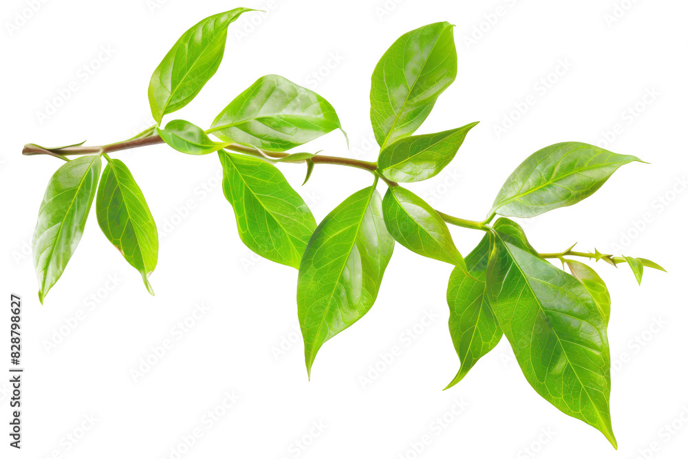 Virginia creeper, isolated on solid white background, PNG di-cut style, realistic photo style, object as model Virginia creeper, isolated on solid white background, PNG di-cut style, realistic photo style, object as model
