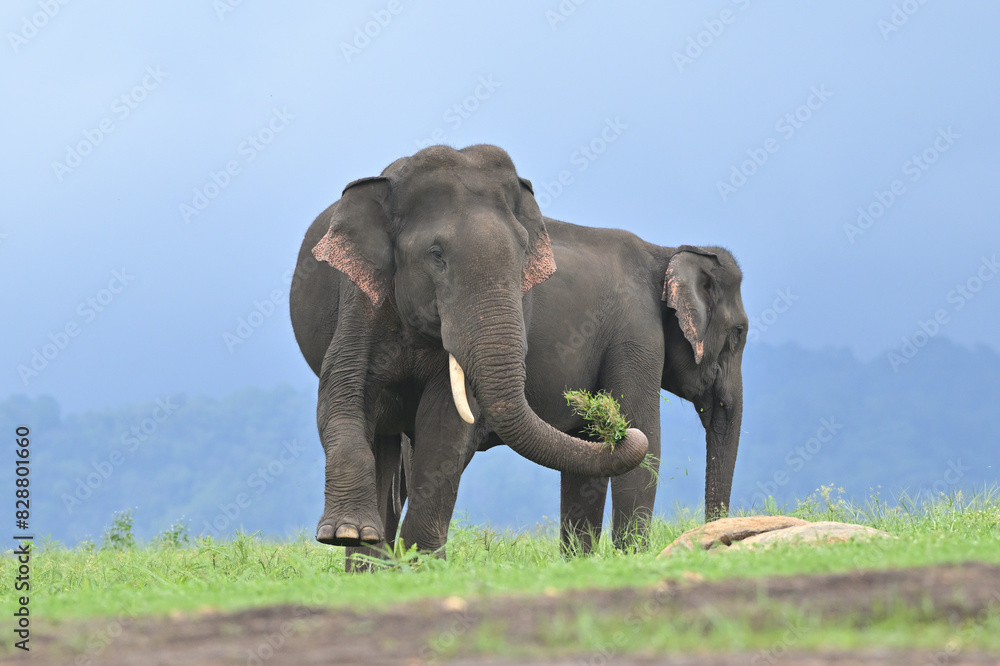 Fototapeta premium Asian elephant is the largest land mammal on the Asian continent