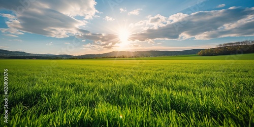 A vibrant green field under a beautiful blue sky with the sun casting a warm  golden glow