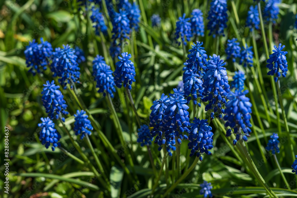 Spring muscari flowers in the garden Spring muscari flowers in the garden