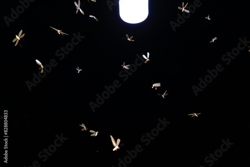 moth flying in the neon light