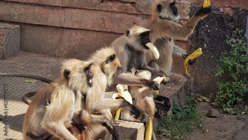 Photography Alcune scimmie mangiano banane a Jodphur, India