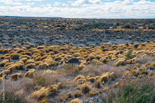 Patagonia animal, Patagonia Argentina, Choiques Argentina photo