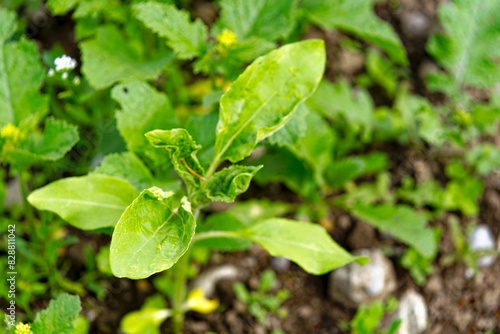 Wallpaper Mural Close-up of green plant at agriculture field at Swiss City of Zürich on a cloudy spring afternoon. Photo taken May 26th, 2024, Zurich, Switzerland. Torontodigital.ca