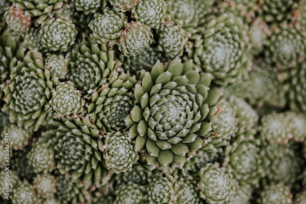 Succulents Succulents