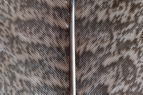 Background of turkey feather. Macro close up of bird wing