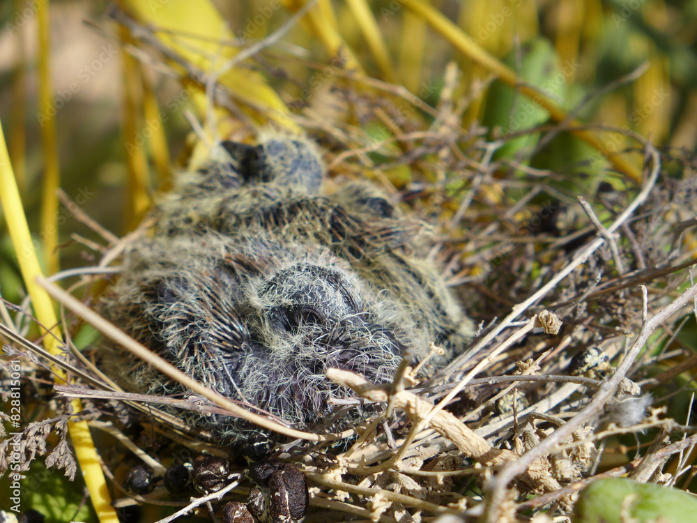 a bird in the nest a bird in the nest
