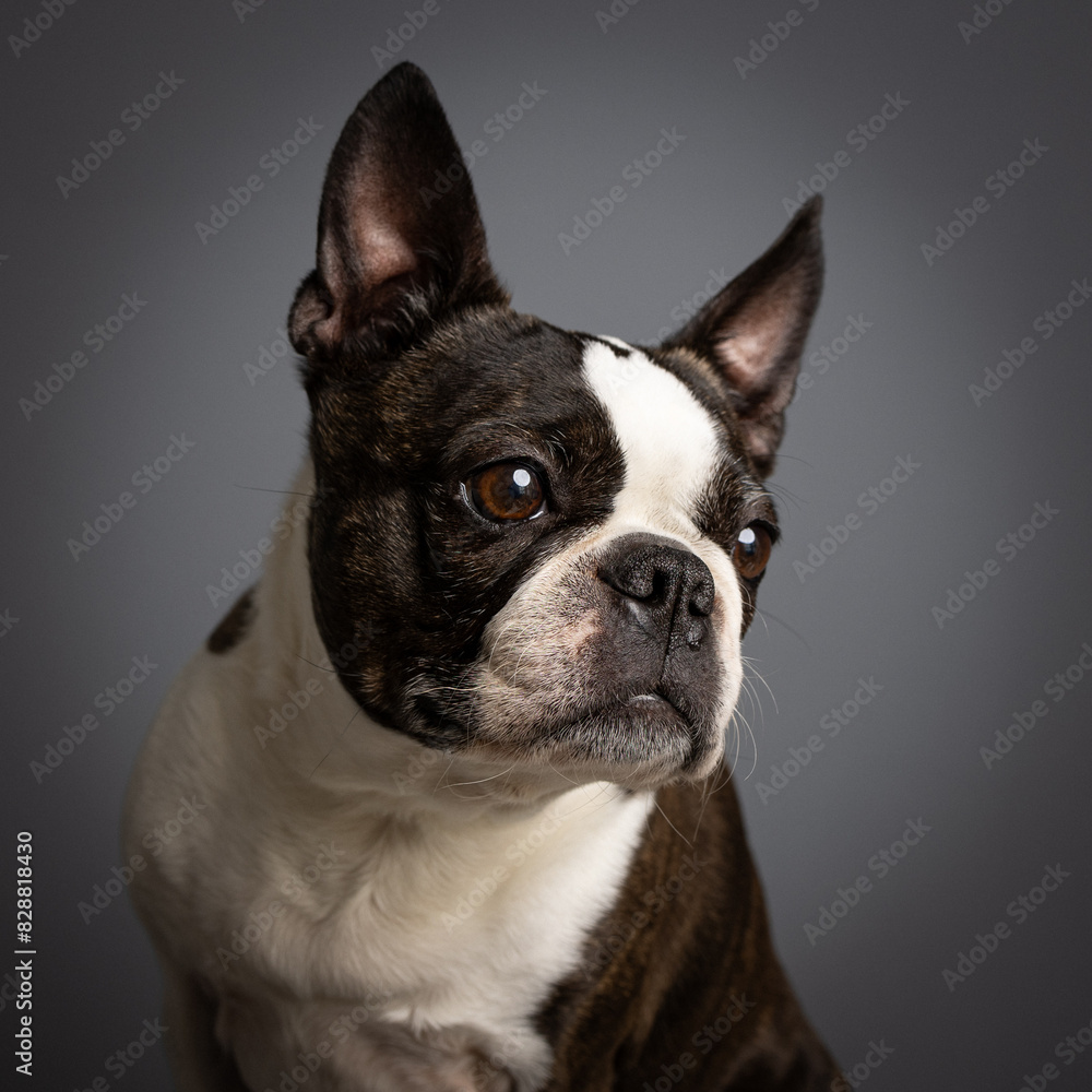 Boston terrier Boston terrier
