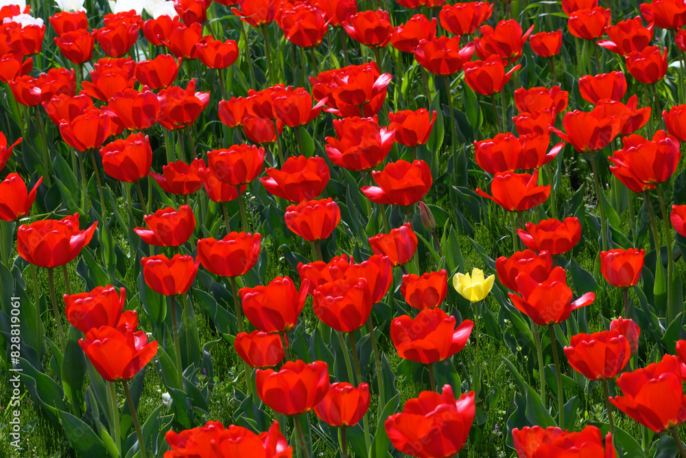 Fototapeta premium チューリップ