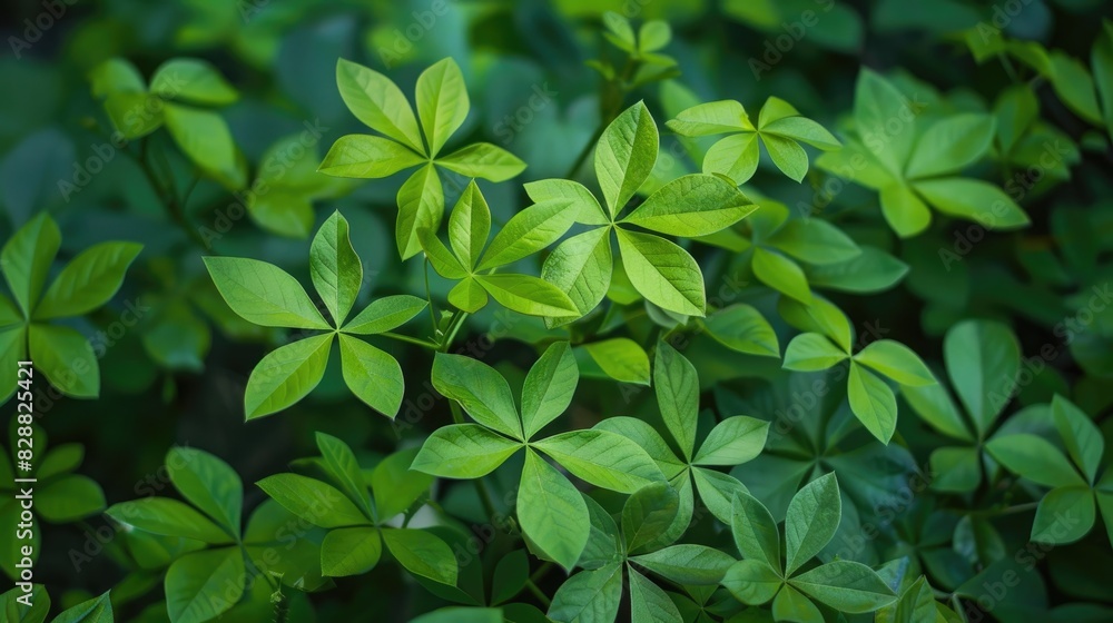 Stock photo of Small Barvinok s green foliage in the forest Stock photo of Small Barvinok s green foliage in the forest