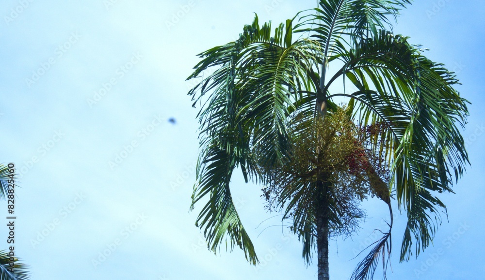 Naklejka premium Sky Tree