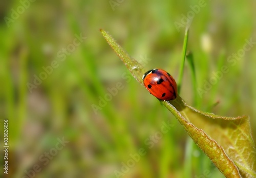 ladybug on grass