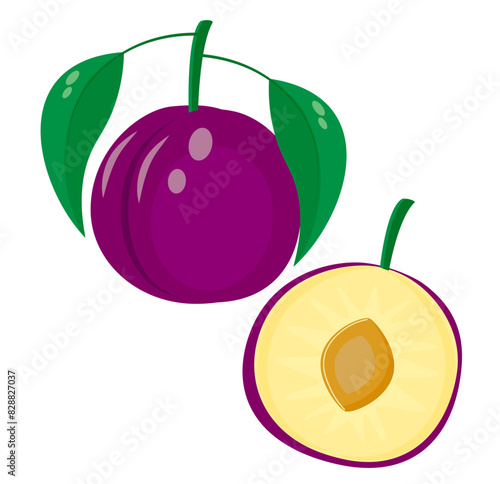 Fresh juicy plum. Vector illustration of fruits.