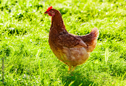 Braunes Hühn auf einer grünen Wiese