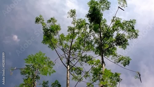 Footage of a tall moringa tree swaying gently in the breeze, showcasing its delicate leaves and graceful movement against a cloudy sky.