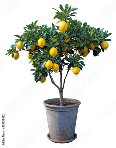 Lemon tree in a pot as an indoor house tree